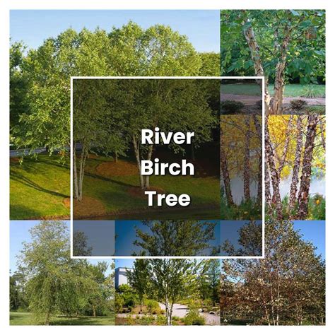 How To Grow River Birch Tree Plant Care And Tips Norwichgardener
