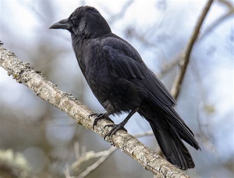 American Crow Corvus Brachyrhynchos American Crows Are F Flickr