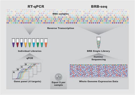 Brb Seq The Quick And Cheaper Future Of Rna Sequencing Epfl