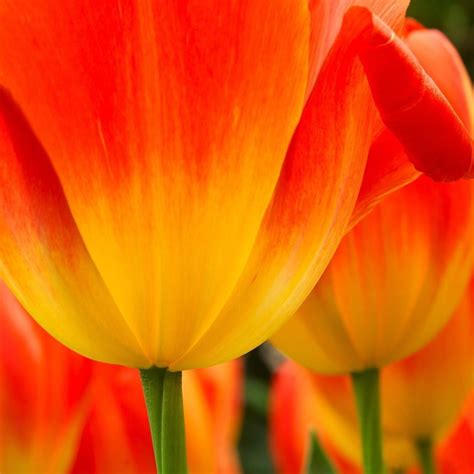 Tulips Petals Orange Flower Close Up Photo Print Wall Art By George
