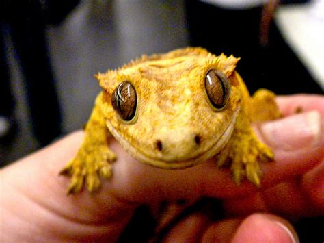 The cost of the job depends on how much work needs to be done. How Much Do Crested Geckos Cost? | HowMuchIsIt.org
