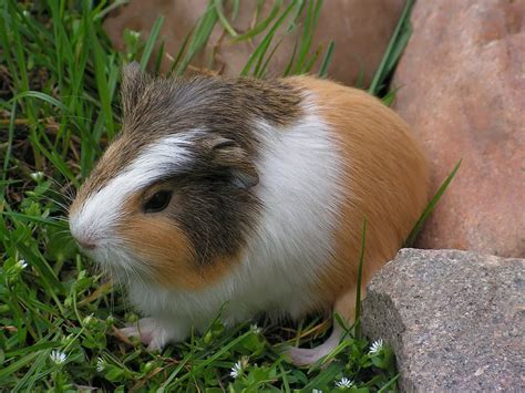 How Much Is A Guinea Pig In Singapore While Hamsters Are Generally