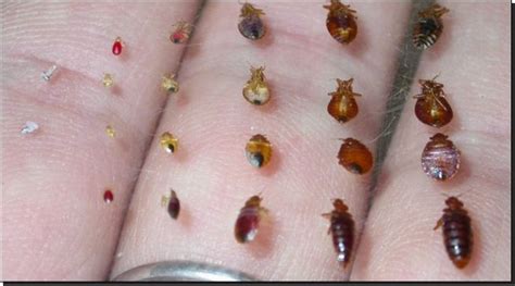 Where Do Bed Bugs Hide Dal Pest Control Bed Bugs Rid Of Bed