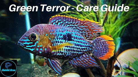 Green Terror Fish Tank Mates