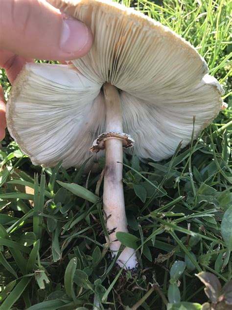 Orlando Fl Shroom Id Mushroom Hunting And Identification Shroomery