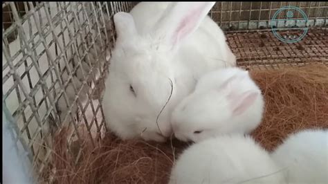 Cute Funny Rabbit Compilation 2018 Youtube
