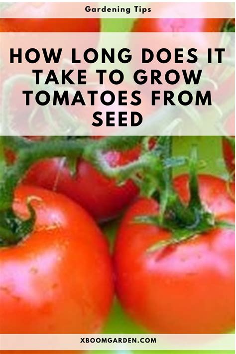 Use the ripe tomatoes within a week of removing them for optimal taste and freshness. HOW LONG DOES IT TAKE TO GROW TOMATOES FROM SEED in 2020 ...