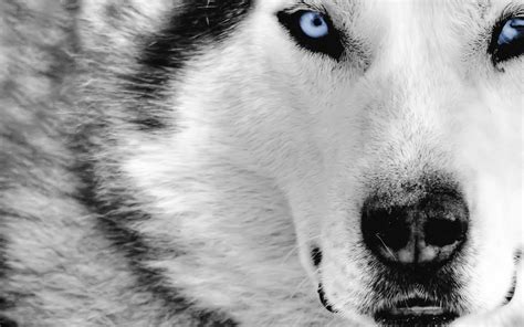 Hd Grey Wolf Wallpapers Hd Nature Wallpapers