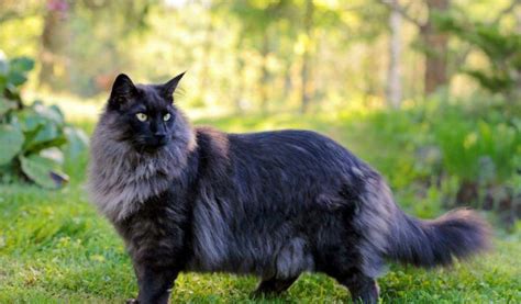 Norwegian Forest Cat For Sale All You Need Infos