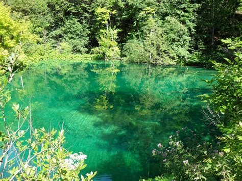 Fotos Gratis Naturaleza Bosque Lago Río Verde Selva Parque