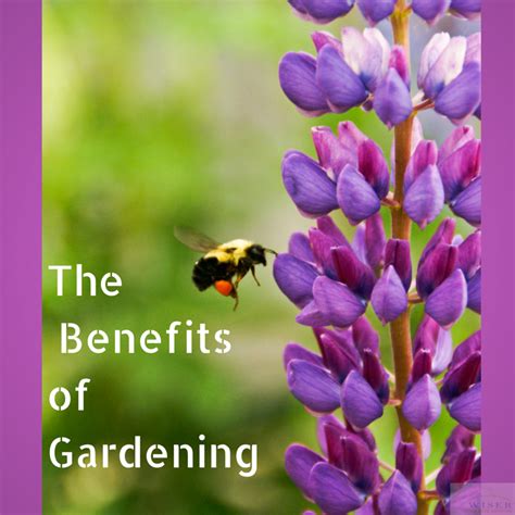 Gardening impacts everything from the air we breathe to the minimizing of carbon footprints we leave behind. The Benefits of Gardening - Wiser Home Care Services