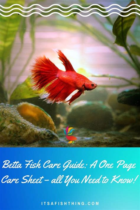 Betta Fish Care Guide A One Page Care Sheet All You Need To Know In