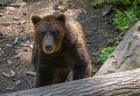 New Grizzly Bear Overlook Northwest Trek