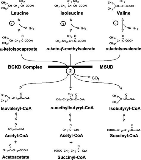 Bcaas stands for branched chain amino acids. amino acids are the building blocks of protein. Figure 1 from Branched-Chain Amino Acids : Metabolism ...