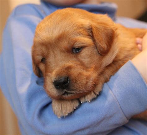 The goals and purposes of this breed standard include: April's adorable AKC Golden Retriever puppy bred by best ...