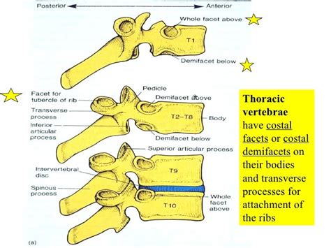 05 Axial Skeleton Vertebral Column And Thoracic Cage