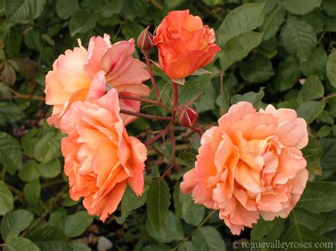 Westerland Shade Tolerant Plants Climbing Roses Rose