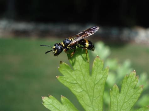 Various Stinging Insects Or Look Alikes