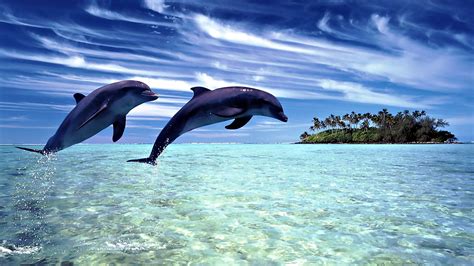🔥 Free Download Dolphin Sea Jump Wallpaper Hd Wallpapers 1920x1080