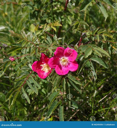 Alpine Rose Stock Photo Image Of Flowers Close Mountain 46245436