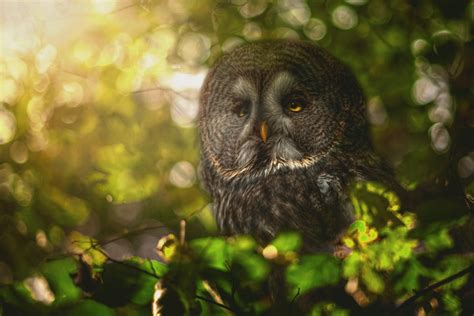 Great Grey Owl 4k Ultra Hd Wallpaper Background Image 5289x3526