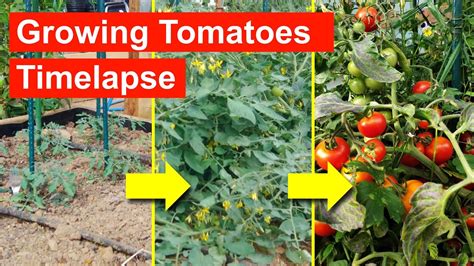 Growing Tomatoes Timelapse Full Life Cycle Over 9 Months Youtube