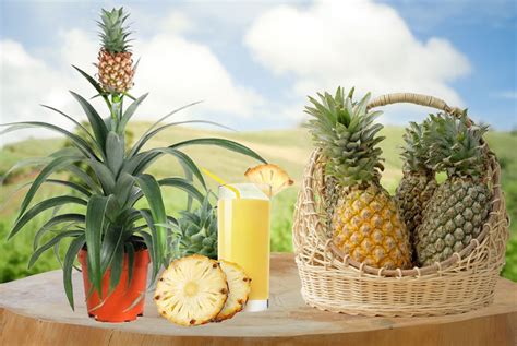 Potted Pineapple Plant Deal Livingsocial