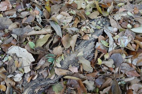 Dry Leaves On Tree Roots For Backgrounds Stock Image Image Of Beauty