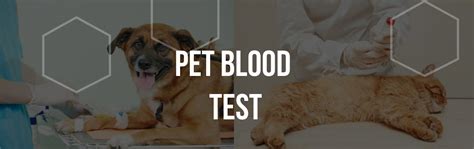 Dog Blood Test Dwarka Cat Blood Test Delhi Dog Doctor Dwarka Delhi