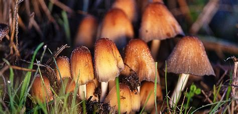 Identify Magic Mushrooms