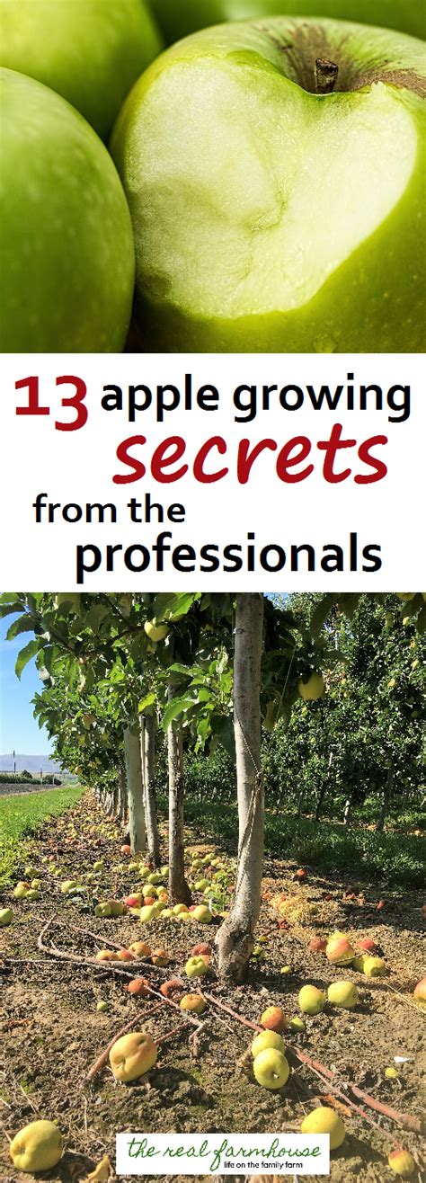 13 Apple Growing Secrets From The Professionals