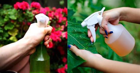 This Amazing Natural Pesticide Recipe Is So Effective You Can Get Rid