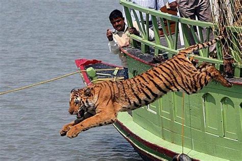 Bangladesh Shoots Dead Six Alleged Tiger Poachers