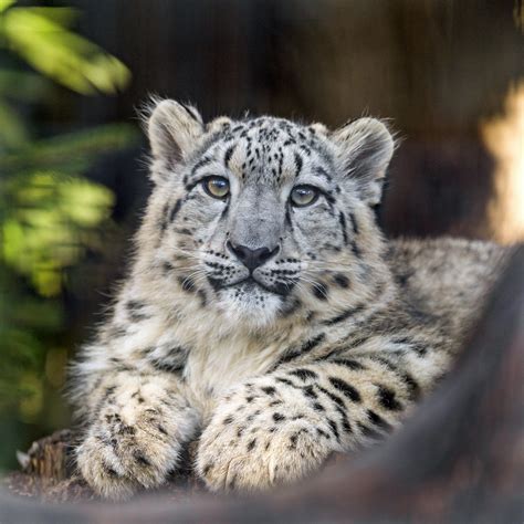 Snow Leopard Cub Looking A Bit Upwards Tambako The Jaguar Flickr