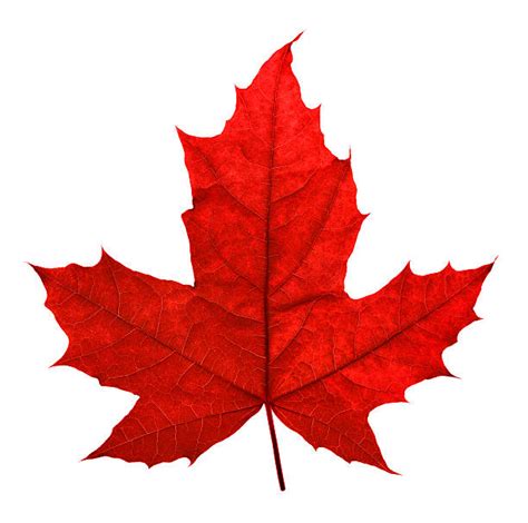 Best Maple Leaf Stock Photos Pictures And Royalty Free Images Istock