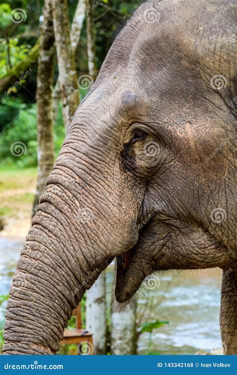Crying Elephant Stock Photo Image Of Sorry Animal 143342168