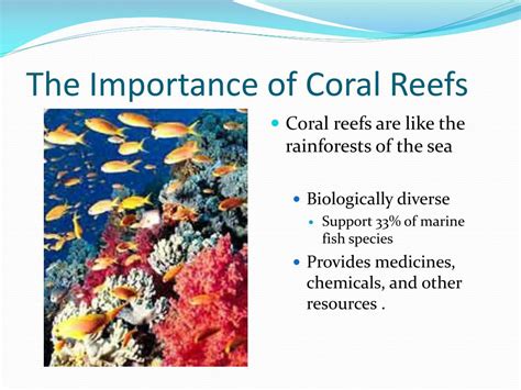 Ppt Coral Bleaching Powerpoint Presentation Free Download Id