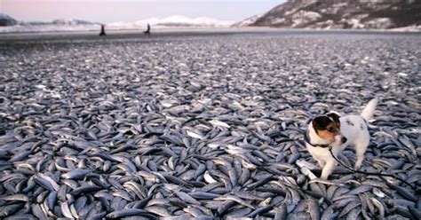 Thousands Of Dead Fish Wash Up On Beach Mirror Online