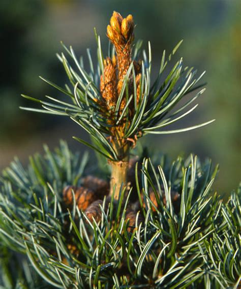 Pinus Parviflora Negishi Japanese White Pine Kigi Nursery