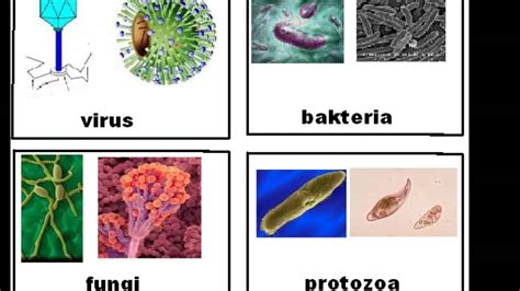 Jenis, ciri dan proses hidup mikroorganisma. Sains Tahun 5 - YouTube