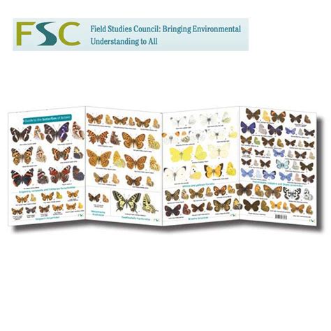 Fsc Fold Out Chart Butterflies Tamarack Outdoors