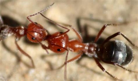 Runner Ant Myrmecocystus Placodops Bugguidenet