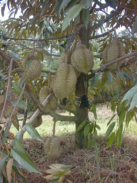 Cara menanam durian ini telah dilakukan oleh salah satu mitra kami yang bernama bapak yudi, dari batang. DISTRIBUTOR NASA MEDAN: Teknik Budidaya Durian