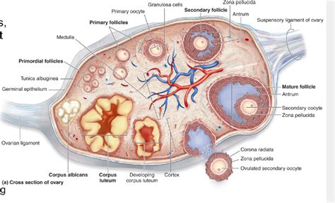Female Reproductive System Ovaries Glands Diagram Quizlet