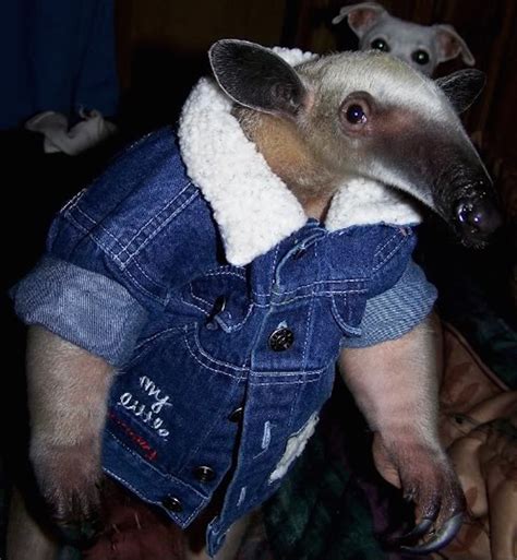 13 Animals Wearing Clothes That Make The Dog Pants Picture Irrelevant