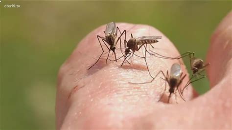 Rain Expected This Week Mosquito Season Is Here Cbs19 Tv