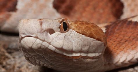 Discover The Top Four Largest And Most Dangerous Snakes In