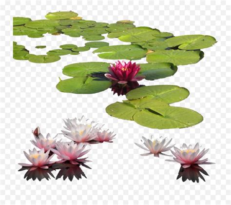Lilypad Water Lilies Png Emojilily Pad Emoji Free Transparent