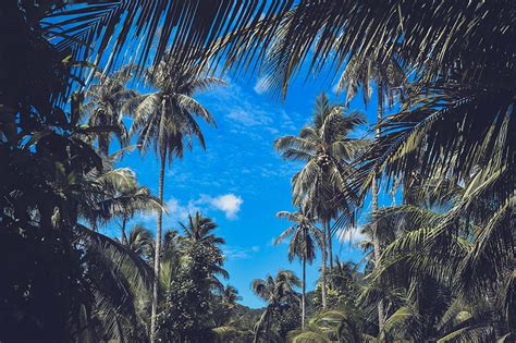 Palm Trees Branches Leaves Sky Clouds Tropics Hd Wallpaper Peakpx
