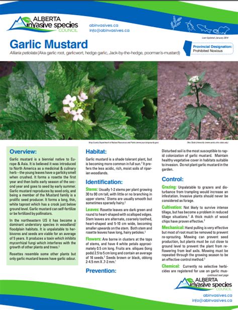 Garlic Mustard Profile And Resources Invasive Species Centre